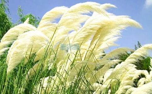 �P(gu��n)���JȔ?sh��)����?/></p>
<h2>�P(gu��n)���JȔ?sh��)����?</h2>
<p>���������˶����@�ӱ���������һ֧��˼����JȔ���Ĵ_���]�e�����˲������JȔ�ǰ���������ؾ��҂�߀��˼������˼�����˼������˼�������з���</p><p>�����҂������Է��J���҂��ж��ٽ���ͬ���ڳ�ؓ�ɵĹ��������²��ľS�D�����С����ڜ�(zh��n)Ҳ�o�������ӓu�ġ���(y��ng)ԇ����֮ɽ�������߳��ؠ������Ĵ_��ÿ����ɫ�Ҵң���ƈ��Ц��æ�ý��^���~���۵ý�ƣ���M�ѽ�(j��ng)���˽̎���܊�нy(t��ng)һ�Ĵ������󡣾����@�ӵĭh(hu��n)�������������ܲ�����(y��ng)���������`�����ܲ���ƽӹ���ɣ����L���ӳ������đB(t��i)�����ݛՓ����������ԇ��ِ�������ȵȶ����D(zhu��n)�ޡ��o����������Ľ̎�����׌�����ڸ�ِ����ļ尾�³��˙Cе֪�R�ġ����\�ߡ������S�@�n�Ĵ󳱵ļ�ӿ������������̎���`Ҫ��Ҳ��ˮ�q������y��һЩ�̎��k�����������x����ͨ����������@�ġ��������á���</p><p>�����䌍���҂�����(y��ng)ԓ�ƴ��������Ի؈��ϵ۽o���҂������F����ٛ���oՓ�����ж���������҂������`�s���ԛQ���ж���ꖹ�����ƽ�����Ҍ��g�����ڸ��������Ҹ������Ǯ�(d��ng)���̎���ʥ��ʹ�����Կ��阷�ǳ�ߵķ�I���Կ���s�ǲ�׃���ŗl���Qһ���Ƕ�����һ�ݿ������҂�Ҳ���l(f��)�F(xi��n)�D�������΢Ц�c׌�҂�����ğ������Ľ����_ʼ��׌�҂�����ͦ������һ֧��Ȼ���JȔ�ɣ�</p><p>�����о�Ԓ�@ôٝ����õ����ԣ��ԏ����JȔ���۲������L(f��ng)��������׌�҂�Ҳԇ������һ����׌�����@֧�JȔ?sh��)�˼���������Ӣ�˸��Sˬ��</p><h2>�P(gu��n)���JȔ?sh��)����?</h2>
<p>�����������磬�Һ͋������ž˾˾ˋ���߀�б������ο������������գ���������һ��ȥ���żҵ��S�Ӟ�����</p><p>�������Ű��҂�����һƬ�JȔ?sh��)����ô�ô��һƬ�JȔһ��������߅���S�Ӟ���ɳ����ܛܛ�ģ��������øߺøߵ��JȔ��ӭ���L(f��ng)�u�[�����҂��ׂ����_�����JȔʎ������������������׽�Բء���</p><p>����ͻȻ ���������ں��������ӂ��������ѽ���l�Ի����cѽ���u�����c�����l���Ǻ��Jѽ���u�Ǻ��J�������������c���Ǻ��J���������ĕr�򎧻����c���Ǻ��J�ˆ����҂�߀�������닌��һ�������_�҂��r���Ϳ���������������һ�ѡ��Ǻ��J�����҂��߁����҂��ׂ����s�o�򋌋���ȥ������������ֵĖ|��ѽ�����.��һ�������ϴ��������c������һ�������Ǻ��J��</p><p>�������@��ʲôѽ������ժ�ģ����҂��ׂ�����Ŀ��������������^�����V�҂��f���҂���������ֹѪë���W(xu��)���С��JȔ�����������@�JȔ�����L�ġ��҂����ǁ�ժ������ɺ��b���^�õ�����</p><p>�������JȔ�����L�����҂���ô�]�l(f��)�F(xi��n)ѽ�����҂��ׂ�������ææ�����JȔ�Ͽ���������߅�������҂����������ָ�ķ���һ·���^ȥ��</p><p>���������������ҵ�һ��������Ҳ�ҵ�һ���������ѽ���@���ö��ء��҂��ׂ����d�^���JȔʎ������������ժ����������һ���҂���ժ�˝M�M�ăɴ������</p><p>������������dѽ�����H����^�a��߀�����ˋ��������Ÿɻ��������f�@�ͽ�������һ�e�ɵá�</p><h2>�P(gu��n)���JȔ?sh��)����?</h2>
<p>�����ҵļ��l(xi��ng)�ںӿ������S�������޵�һС�������mȻ���}�A�ĵأ���ľ���y���ǅs���L��һ���o�H���JȔ�����B���غ��L(f��ng)ɳ�������G���˭h(hu��n)����ʹ�˂��옷��������</p><p>�����JȔ?sh��)���;�ܶ���ÿ�µ����³������?ji��)���˂�����Ȕ���ɼ����r���JȔ�~���Á������ӣ���һ�����������r���JȔ�~������������ˮ��ֱ��������</p><p>�������쵽�����J���_��������ˬ��.���쎧�����J�����������˂�?n��i)�ɽ�˺��ā��ɼ��J�����Á������������^���ېیO�ӡ��OŮ�Ġ��������̂�߀�������r���J��ժ��������̫ꖵ����������һ�p�pС�����^���J��Ь��</p><p>�������＾��(ji��)��Ȕ��һ���o�H���JȔ���˽��S�ĺ����˂����JȔ�����\���켈�����ɞ��켈��ԭ����</p><p>�������죬����]���¸������̾��_ʼ����������M���JȔ?sh��)��������JȔ���H��;�܏V���������B������������ĬĬ��I�ľ���</p><p>�����JȔ�������L����������Ҫ��ܵͣ�һ���ԷN�����L��ֻҪ��ˮ�����������L������Խ��Խïʢ����һ���o����ֻ��ĬĬ����e�˷�I�Լ���һ����</p><p>�����������˲�����Ҫ���c�JȔ?sh��)ľ���᣿��Ը��һ��СС���JȔ��</p><h2>�P(gu��n)���JȔ?sh��)����?</h2>
<p>���������������ְֺ͠���Ҫ����ȥ���JȔ����һ�_ʼ߀����ȥ�ģ����ȼ���JȔ���ܟ������ҕ��a(ch��n)��������PM2��5��PM2��5���S�������Ⱦ����Ҫ�������҂��Ͼ�ǰһ��ӣ������՚���Ⱦ��ͣ�n�Î������t(y��)Ժ���Ⱦ�β����˔�(sh��)���������������Щ�����PM2��5����̫����������ҿɲ���ķβ������� ���ϰ��f���r(n��ng)��ֲ��������f�JȔ����������JȔ�����L�ĸ����������JȔ����.���m�ܿ�������������������Ҳ�һ�K����ȥ����</p><p>�����҂��Ȱ�һ���JȔ�c�����ٰ��L�����c����������������ٰ��������JȔ���c����һ���������ܴ���ȼ�������������^�O����</p><p>������ͻȻ��Ҋ�JȔ����ë����������ȥ���������]����߀���ֽo�������������ݲ�Ҳ�����l(w��i)��������С�����JȔ����</p><p>�������l(w��i)��������������СС���JȔҲ�܄������֣������҂�����С�Ƅe������Щ����ȥɵ��������Ҳ�ܱ��l(f��)���@�˵������������҂�������ȣ���һ���Z�Ĝyԇ����Ȼ���^�����\��ĳɿ�����һ��Ӣ�Z�yԇ��Ψ�������˝M�֡�</p><h2>�P(gu��n)���JȔ?sh��)����?</h2>
<p>��������������t�ƾG��</p><p>�����޺��W�q�ķ��A���У��������˻ؑ�...</p><p>�������µ��_�^���@�ӵ�����ƫƧ�Ĵ��f����һƬ�JȔ����������?zh��n)������۵��fԒ��