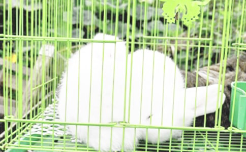 ��һ����-���Ӻ͞���?sh��)ĵڶ���ِ�?/></p>



<p>&nbsp;&nbsp;&nbsp; ɭ����������[��</p>



<p>&nbsp;&nbsp;&nbsp; һ����Ϣ�ڂ��ͣ�</p>



<p>&nbsp;&nbsp;&nbsp; ���ö���Ҫِ����</p>



<p>&nbsp;</p>



<p>&nbsp;&nbsp;&nbsp; Сϲ�o������Ц��</p>



<p>&nbsp;&nbsp;&nbsp; ���ܘ������ɽ���</p>



<p>&nbsp;&nbsp;&nbsp; �����ÌO��������</p>



<p>&nbsp;&nbsp;&nbsp; ��Ů؈��Ҳ�휐���[��</p>



<p>&nbsp;</p>



<p>&nbsp;&nbsp;&nbsp; ����գգ�G���ۣ�</p>



<p>&nbsp;&nbsp;&nbsp; ���ӏ�����(zh��n)������</p>



<p>&nbsp;&nbsp;&nbsp; ���Ӳ���һ�</p>



<p>&nbsp;&nbsp;&nbsp; ���à�����ǰ����</p>



<p>&nbsp;</p>



<p>&nbsp;&nbsp;&nbsp; ߀�������ܵÿ���</p>



<p>&nbsp;&nbsp;&nbsp; �D(zhu��n)�����^��ɽ����</p>



<p>&nbsp;&nbsp;&nbsp; ɽ����һ�ԽУ�</p>



<p>&nbsp;&nbsp;&nbsp; �����Ӳ�Ҫ��������</p>



<p>&nbsp;</p>



<p>&nbsp;&nbsp;&nbsp; �ۿ���Ҫײ�t����</p>



<p>&nbsp;&nbsp;&nbsp; Ť�^���ў����ң�</p>



<p>&nbsp;&nbsp;&nbsp; ���²�Ҋ����?sh��)�Ӱ�?/p>



<p>&nbsp;&nbsp;&nbsp; �y���������l(f��)����</p>



<p>&nbsp;</p>



<p>&nbsp;&nbsp;&nbsp; ��ֵ��°l(f��)������</p>



<p>&nbsp;&nbsp;&nbsp; ������Ȼ�ȁ�����</p>



<p>&nbsp;&nbsp;&nbsp; �ۿ���һ�Z������</p>



<p>&nbsp;&nbsp;&nbsp; ���Ӽ��ñ�������</p>



<p>&nbsp;</p>



<p>&nbsp;&nbsp;&nbsp; ԭ�������������</p>



<p>&nbsp;&nbsp;&nbsp; ſ�����ӱ����ܡ�</p>



<p>&nbsp;&nbsp;&nbsp; ����һ�����\��(bi��o)��</p>



<p>&nbsp;&nbsp;&nbsp; ��Ȼһ�c��֪����</p>



<p>&nbsp;</p>



<p>&nbsp;&nbsp;&nbsp; �mȻ����?sh��)õ�һ�?/p>



<p>&nbsp;&nbsp;&nbsp; ��қ]�����к���</p>



<p>&nbsp;&nbsp;&nbsp; ɽ�򹫹����u����</p>



<p>&nbsp;&nbsp;&nbsp; ��������Ҏ(gu��)���������</p>



<p>&nbsp;</p>



<p>&nbsp;&nbsp;&nbsp; ����סС���ӣ�</p>



<p>&nbsp;&nbsp;&nbsp; �d���d������[��</p>



<p>&nbsp;&nbsp;&nbsp; �{�Ӵ����_���ԣ�</p>



<p>&nbsp;&nbsp;&nbsp; �����ٴ��ľ͸�������</p>



<p>&nbsp;</p>



<p>&nbsp;&nbsp;&nbsp; �����\���x��ң�</p>



<p>&nbsp;&nbsp;&nbsp; ��Ո������ِ����</p>



<p>&nbsp;&nbsp;&nbsp; �����UЩ���˚⣺</p>



<p>&nbsp;&nbsp;&nbsp; ��߀�����M(f��i)�X��(x��)������</p><p>����һ����-���Ӻ͞���?sh��)ĵڶ���ِ�ܡ����P(gu��n)���£�</p><p><a target=