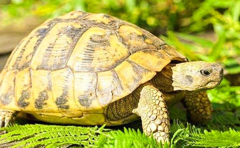 �P�ڌ�����������4ƪ