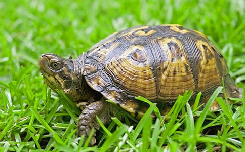 С����?sh��)��������?/></p>
<h2>С����?sh��)��������?</h2>
<p>������Һ����ҽ�С��������ʲô�ҽС������������@߀Ҫ������_ʼ�f��</p><p>���������������l(f��)���˹������f��߀�l(f��)�������������ݡ��c���������x���ֺ��������ϵĴ�������ֺ���������������ͽo��ȡ���@����������</p><p>�������Ђ��ܴ��'������ֻ�����Ĵ��_���mȻ�_�������Ʌs�ܲ�������һ�Σ����ڵ�������С����һ�����ģ��Ͱ������w���������ܲ������ֻ�ó��ˡ�����ӡ�����</p><p>�����ҿ��Ǖ�ˣС���ġ������I�˵ĕr�������ڲ��ܺ����˜�ͨ���Ҿ͕���һ���ɑz�Ͱ͵���������������׌���˽o���cʳ�����@�N������Ȼ���ã�����һҊ�����Bæ���˺ö����Z�o�������������Z��óԣ�</p><p>�����Һܐە�̫����ҵ�С�����Ђ��������ҳ������������С��_�ϕ�̫�������\��ã���߀���Կ�ҊС�����ڿ��ĄӮ�Ƭ����</p><p>���������˵ļ������������������^����������́���������һ����̫ꖣ������ҕ����ð���</p><h2>С����?sh��)��������?</h2>
<p>������Һã�����һֻС������</p><p>�����Һ��Ԛ�������Ұ��^��β�ͺ��ȿs�M�����ゃ�l����Ҳ�]����������۳�С��z����һ�����ͱ��ÿ�D����С��z������ϲ�g������惺���Еr������ɳ���ϕ��̫ꖡ��ҵ�`������һ����A������֫һ��������ôҲ����������������ʯ�^����Ҳ�Ҳ�����������Ҹ��d���ҕ�����ʯ�^�ϕ�һ��̫������������d������ˮ����֫һ��������˯�X���o�n�o�]��ʲô��Ҳ���^�����Һ�؝�惺���]��ϲ�g��ˮ���΁���ȥ�����ú����Еr���ҕ����BƤ����֫һ�����́�ײС�~��С�~����һײ��ײ���仨��ˮ�����^�D(zhu��n)����ÿ�죬�����ε��ă����ε��ă�����ЩС�~���������R�ϵ������ܡ��Еr�ҕ����ϟ��\�~�����վo��֫��һ���ӳ���ײȥ�������������ğ��\ײ���������\�~�F(xi��n)��ʲô������Ҋ������ײһ����ײһ������ß��\�~ֱð����������ҵ��Ԛ�v��������ˮ�׿ɴ��������ˡ�</p><p>�����@�����ҡ���һ���Ԛ���ϲ�g��������С������</p><h2>С����?sh��)��������?</h2>
<p>��������һֻ���������������B(y��ng)��һ���{ɫ�����������������ҵ���飺�ɗl���~���ėl���q��߀�Ѓ�ֻ�Ӱ���</p><p>��������һ���Gɫ��'�����������湲�ֳ��������Sɫ�����ҵ��^�ǾGɫ������߅�г�ɫ���c����Ư������</p><p>�������V�������ǂ��������֡����˰��ҷ�����ĭ��ĕr�������e���]������̎�������������Ҿ���ĥ��ô��������ֻҪ�l������������������Ǐ��w�Զ�ѿ��������С��һ�����׷�犾͸㶨�ˡ���һ�����қ]�oС���˴�һ�к����Ͳ��߲������ܳ�ȥ������С����?sh��)�����������������ă�������һֱſ�SС���˵Ĵ����£���(j��ng)����Ҋ����Mϣ���؁��������ִ��^�ʚ����������һ��������(j��ng)���������␞����Ҳ���]Ŀ���p����һ�죬��ͻ�l(f��)���룺�Ƿ����ȥ������� �������������R�Q����ȥ���������ҵļ���܊Ӌ���_ʼ������ֻ����ʮ������͵��_��Ŀ�ĵء��ڶ������������]Ŀ���p�����������_ʼ�˳�Ҏ(gu��)�z��������¶�W�ˡ��ұ����Ĵ��ַ������{�����������ǃ����ҟo������չ�Լ��Ľ^��������ֻ�ô��^�ʚ��ȥ��������</p><h2>С����?sh��)��������?</h2>
<p>�����҂��ǃ�ֻ������������ǰ���҂�������С���˼����������҂��B(y��ng)��һ����ˮ������</p><p>�����҂��W���мt�����������а��������҂��Ĳ��i��߅�ЃɉK�tɫ�İ߼y����Ӳ�ı����ϱ�һ�l�l���y�ֳ���һ������߅�����҂�����֫�ܶ������傀ֺצ��ÿ��ֺצ֮�g���B��һβ��Ĥ����������һ����</p><p>�����҂�����r߀��Щ����������������С������ǰ��ʳ�������Ǻ�����҂��l(f��)�F(xi��n)С���ˌ��҂��ܺ������ǽo�҂�ϴ����׌�҂���̫���������ÿ���҂��I�����͕�ʹ�Ń�������������������С����Ҫ�|������</p><p>�����҂����sʳ������С�~��С�r�����҂�����ζ������С����߀��(j��ng)���o�҂�׽�������x�������ɶ��Ǹߵ�������֬���ľGɫʳƷѽ��</p><p>�������҂��l(f��)�F(xi��n)�C��r���������ؿ������������x�C���������וr���҂�����Ȼ���L���ӣ�߶ס�C��������C��̫���҂��Ͱ�����ˮ��˦��˦ȥ��˺��С�K����ȥ����(j��ng)����Ū��ˮ���ĞR��</p><p>����ʮһ�����ң����׃�������҂��͕��p�ٻ�ӣ�Ҳ����ô��ʳ��������һ�c�����҂��Ͳ���Ҳ�������M�붬�ߠ�B(t��i)����������õ�������҂�Ҳ���с���̫�����һ�ӡ�ֱ���ڶ��괺ů���_�������·����҂����_ʼ�ճ���ӡ�</p><p>�����҂��ǃ�ֻ�옷��.С�������옷�ĺ��҂���С����������һ����</p><h2>С����?sh��)��������?</h2>
<p>��������һֻ�ǳ��ɐ۵�С������������һ���Һ͋���ȥ��������r�I�ġ��@ֻС�������؄e���������������S����ֵĻ��y�������@��ԓ����������Ę�־����</p><p>������һ���ҷŌW�ؼң��ߵ��B(y��ng)С����?sh��)Ĳ�����ǰ��С����ʹ�������^��С�۾��ɵÈA�A��`���������f����С���ˣ���K�ڻ؁������Ҷ��I��ǰ���N��������o�ҁ��c�Եİɣ����������cʳ�ŵ��������ɲ�һ������ʳ�ͱ�С����һ�߶���������Ҫ�D(zhu��n)���xȥ�ĕr����С�������������^���������f����С��������̫С���ˣ���߀�]���������������ֻ�����_ʼι�����������Ե���ô�����ζ�������е�ע������������������ֱ��С�������һ�B���ġ���á����Ҳ�ͣ���֣�����Ц�R������С׋�x��С�İѶ�Ƥ���ơ��F(xi��n)���ҿ���ȥ�����I(y��)������С����գ��գ���۾��������f�����ð��������������I(y��)���c���ҁ��棡��</p><p>���������@ֻ��׋��؝���С����������׌�Ґ۵��O�c��</p><h2>С����?sh��)��������?</h2>
<p>�������ǘ����ҵ�С��������������һ��������̫�Σ����I�˂����~�����ҵļ���߀����һȺС�����������</p><p>�����ô�ķ��Ӱ����Ђ�������`�Ϲ�������������һ�����������^����߅��ȥ���������ǵ��մ�ͤ��һ�����ӹ⻬����һ���t�ֲ�Щ��ˮ����߀�Ҹ����t���G��������䁝M�������ɫ��ʯ�^��ؐ����</p><p>������8�lС���~������һ�l�y��ɫ����С�t�~���؄e�@��������ϲ�g��Сʯ�^���M�³������һ��һ�ϵģ�������������������һ�l����~���Ԛ⣬��ϲ�g��ʳ��ҧ�Ƀɽ���߀ϲ�g��ˮ����e���~�����Ҷ��ù�����Ц��</p><p>������һ�����������4ֻ���r���ǘ������ŏ�СϪ��ខ�������һֻ���r׌��ӡ�������ϲ�g��һ��С����������ȥ������񄱳�Ϲ�����һ��������С�������ĕr����������ǰ������r���ʂ�����������đ��(zh��n)���@����Ķ������㵽�ҵ����󲻸ҳ�����߀��һ�������ژ��ϴ��˂����������7�����������ڃɂ�ͤ��֮�g�eͥ�Ų��������������ߵ�һ��ĕr����ͻȻһ�l�~������߅���^�����R��������������һ����������ֱ�ӸZ����ˮ�����������</p><p>�����Еr��������ˮ���ϓQ��ĕr������룺��Ҫ������һֻ���rҲ����������ԓ�ж�ð�����</p><h2>С����?sh��)��������?</h2>
<p>������Һ�������С���˻���ɐ۵�С������</p><p>�����ҿɿɐ���������һ�������Ĵ���������mȻ��׌���Єӱ�׾�����ǚ�߀��׌�������씳��ǰ�Ծ�������߀��һ������s������^��������һ�pˮ�`�`�Ĵ��۾����ܰє��˵���ۙ����һ�������߀��һ������ͣ���Ʒ�L�����N��ζ��ζ����߀��һ�����ݵ�С������ȥ���ܿ��٣��ʴ_�Ď��Ұl(f��)�F(xi��n)��ζ���Ե������ⱻ�e�˓�ȥ�����V��һ��С���ܣ����Ҫ ���ˣ��F(xi��n)�ڸ���̫����������Ҫ�Ǜ]��һ���õı��ӵ�Ԓ������֮�ܲ��õ�����</p><p>�����e��������ɐ����䌍��Ҳ���¸ҵ�����ӛ����һ�Σ��Ұ�ҹ�����������ڴ�˯�r��ͻȻ����������һ�@�������м�һ�����҇�����һ���亹��ԭ����һֻҰ؈�ڹ����ҵ�'����С�~һ�������Bæ����ǰȥ�����������Ï��ѵ����ҧ؈��؈����һ������æ��������</p><p>�����ҿ�ϲ�gС�����ˡ���ʲô�@���f����������ÿ�춼��������߅���o�҂�?n��i)���С�~��С�r��׌�҂��һ�D���Еr�\�����߀�ܳԵ����⣬�mȻ�Ȳ������ĺó��������X���@������óԵ���</p><p>�����@����me��С������</p><h2>С����?sh��)��������?</h2>
<p>����������Һ������ǁ��Ԟ��������С����������Ҋ����Ո���������</p><p>�������L�ú��B(t��i)�������h�h��ȥ������һ�K�Z��ʯ��ǧ�f�e����Ŷ���ҵ��^�������ε�����Ҷ��f�������� �˿ɵ����ˣ��^����ǰ����һ��ֻ��ᘼ⃺��ô��ıǿ���ֻ���м����������ɂ�(c��)��һ�����۾���С�ڶ��Ƶģ���ͳɵ���V�������ҵĲ��Ӄɂ�(c��)�Ѓɵ��tɫ�Ļ��y����������һλ���ߵ�С��������ÿ������ҵĚ���������Gɫ��`�����g�����K��߅�ΈD������߅��һȦ��߅����������ȹ߅���ҵĚ����ҵĿ������@�r�Ҿ���һλ���˿��׵���ʿ���ҵ�צ��ʮ���h�������g߀������ʹ�҄�ˮ��������β�̈́t�ܼ⣬�L��������</p><p>�����ҿ�đС����ֻҪ��һ�c���o���Ҿ͟o�l�������İ����w����λ�s�M�������킀����֮�󼪡����@�����ҵĿ��ұ��I���s�^������ֱ���܇��]���κ΄��o�r�����������̵ذ��^��β���_̽������</p><p>�����m�f��đС����Ҳ���BƤ��ÿ���Ҷ�ϲ�g�ڵ���������ȥ���Еr߀��������������</p><p>�������Ѓɂ��^����һ���Ƿ����^��һ���ǯB�_�h�������^�r�������L�˲���������ǰ�_������������������ӣ�һ�¾ͷ��^ȥ�����B�_�h�����������ڰְ������������ڋ����������@���ǯB�_�h��</p><p>�����F(xi��n)��������˽����˰���</p><p>��С����?sh��)��������ġ����P���£�</p><p><a target=